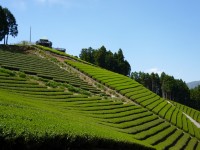 尾杉山のお茶畑
