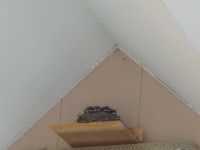 手芸店の入口の上に作られた燕の巣　まだ小さいツバメ達