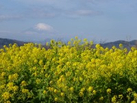 頂上は菜の花が満開、富士山がくっきり見えます。