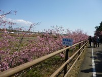 白砂公園の河津桜