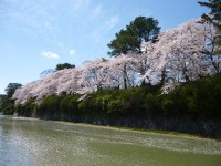駿府城公園・内堀の桜満開