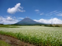 裾野市立富士山資料館横のソバ畑