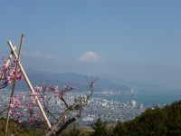 梅の花と清水港を挟んで富士山